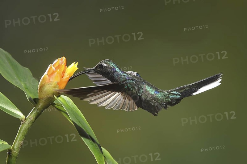 Violet Sabrewing (Campylopterus hemileucurus) female flying while feeding at a flower, Bosque de Paz, Costa Rica