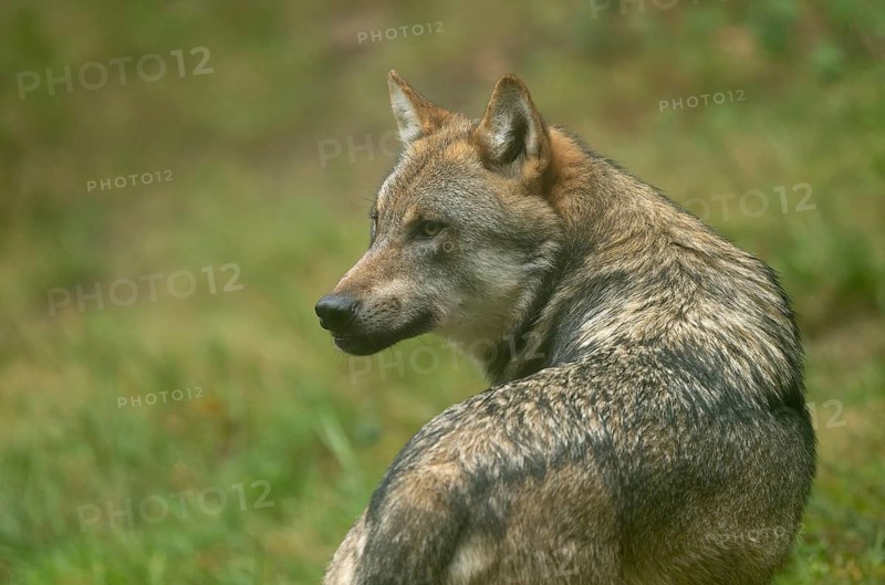 Wolf (Canis lupus) portrait, captive, Bavarian Forest National Park, Bavaria, Germany