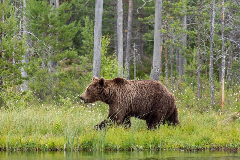 Brown Bear (Ursus arctos), on lake shore, Kainuu, Finland