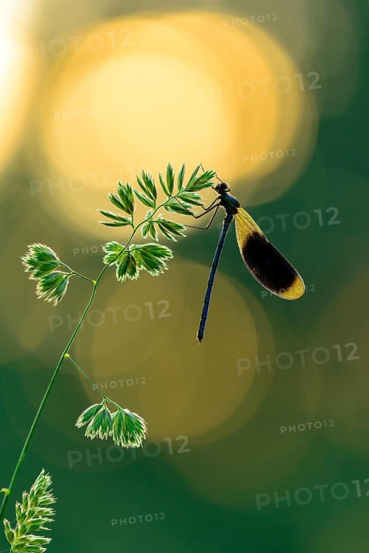 Banded Demoiselle (Calopteryx splendens) male in sunset, Lower Saxony, Germany