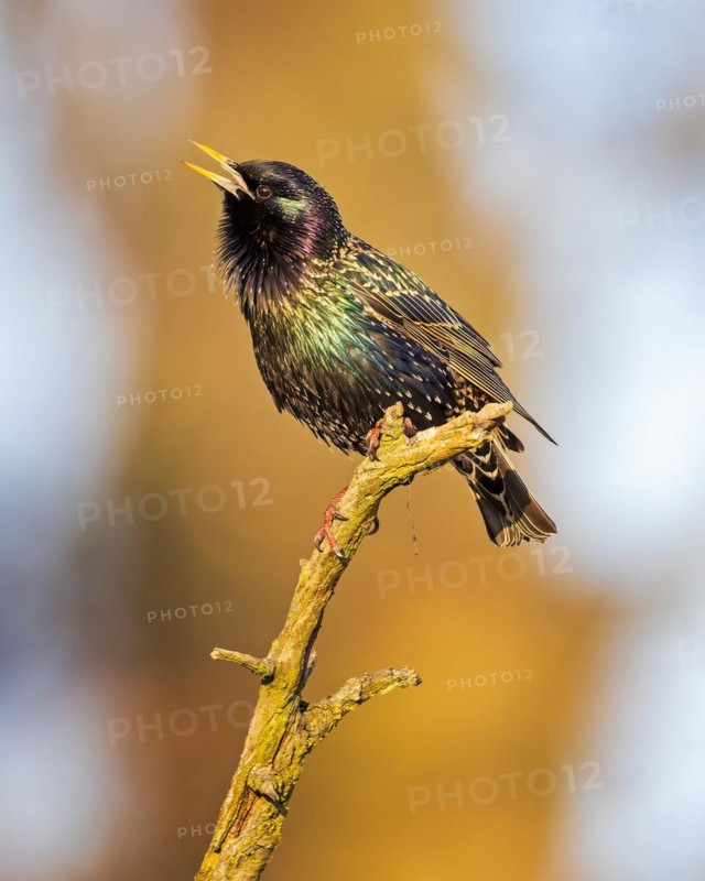 Common Starling (Sturnus vulgaris) spring, mating plumage, breeding plumage, display plumage, mating and singing, herald of spring, Middle Elbe Biosphere Reserve, Saxony-Anhalt, Germany