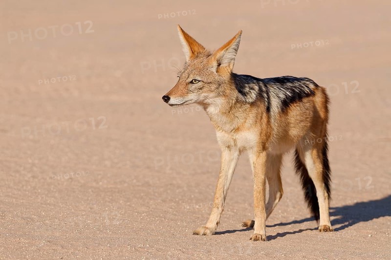 Black-backed jackal (Lupulella mesomelas), adult animal, standing on a dirt road, alert, Kgalagadi Transfrontier Park, Northern Cape, South Africa