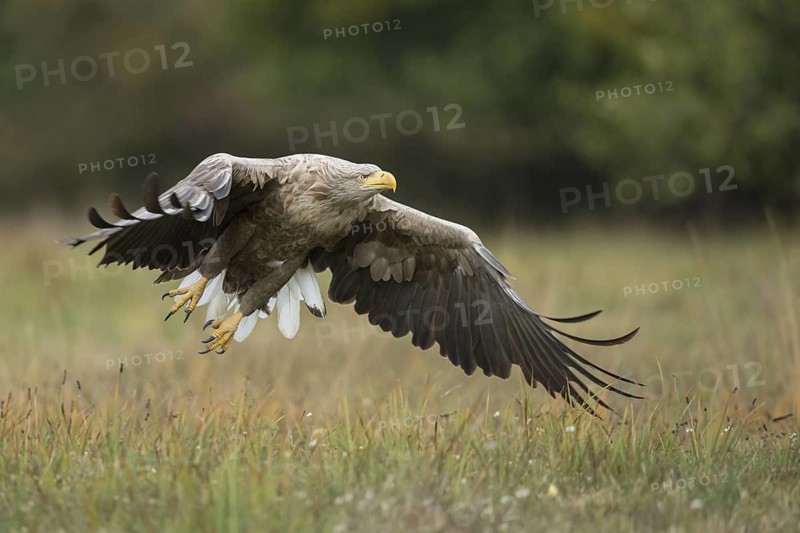 White-tailed Eagle (Haliaeetus albicilla) flying, Poland