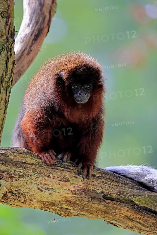 Coppery titi (Plecturocebus cupreus, Syn.: Callicebus cupreus), adult, alert, tree trunk, South America