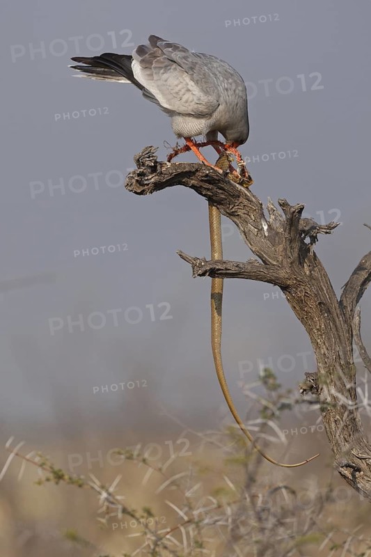 Pale Chanting Goshawk (Melierax canorus), Oshikoto, Namibia