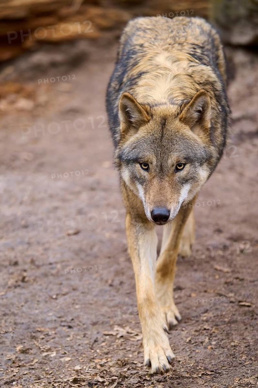 A wolf walks calmly on a forest path, looking ahead, Wolf (Canis Lupus), Germany