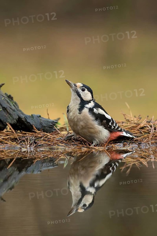 Grote Bonte Specht, great spotted Woodpecker, Dendrocopos major