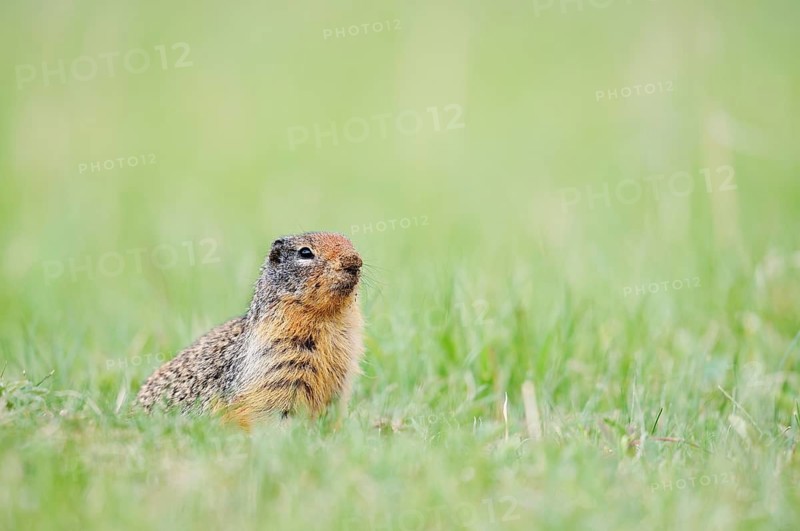 Columbia ground squirrel (Urocitellus columbianus, Spermophilus columbianus), Jasper National Park, Alberta, Canada