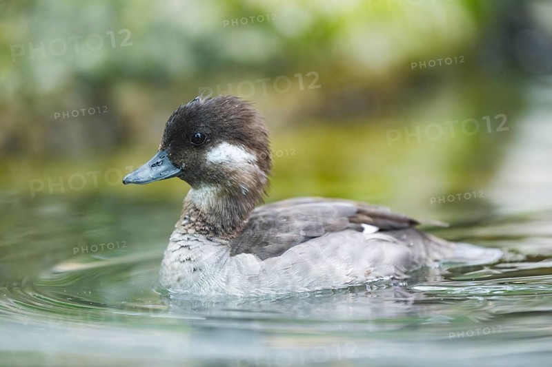 Youngster of a ruddy duck (Oxyura jamaicensis) swimming in a lake, Germany