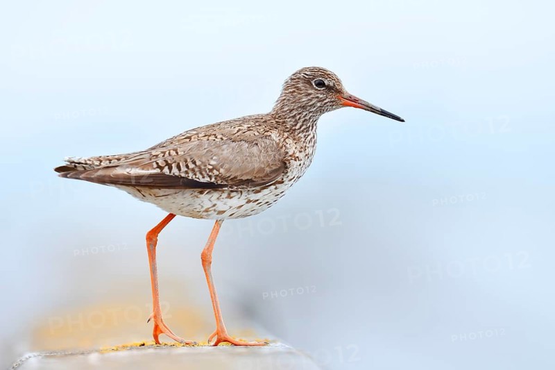 Redshank (Tringa totanus) calling, Schleswig-Holstein, Germany