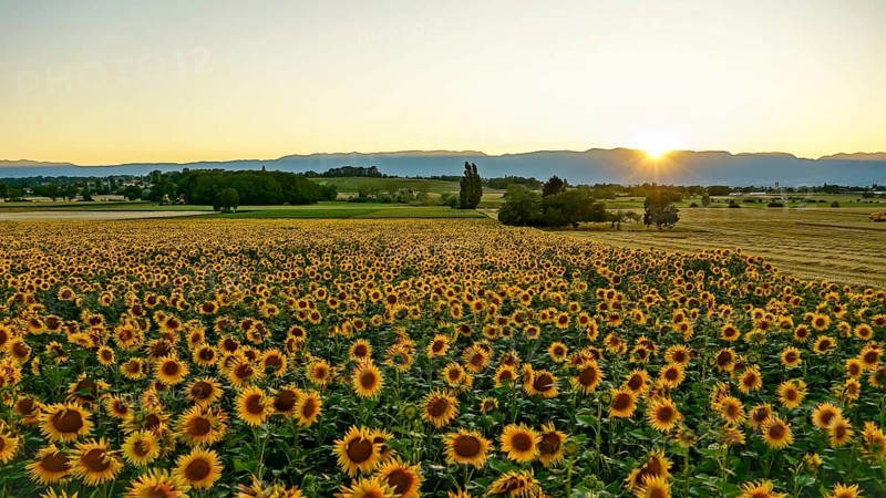 A breathtaking sunrise illuminates a vast field of blooming sunflowers, with distant mountains adding depth to the serene landscape in Geneva, Swiss. Perfect for nature and travel themes