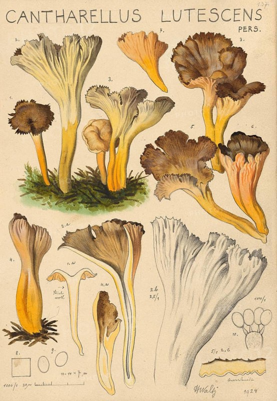 Mushroom, Mushrooms, Strong-smelling trumpet chanterelle, Yellow chanterelle, Craterellus lutescens, syn. Cantharellus aurora, authentic reproduction of an illustration by Hans Walty (1868-1948) from about 1915, historical
