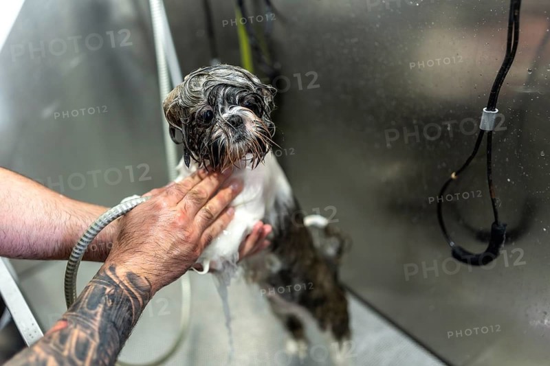 Small dog enjoying a bath inside a stainless steel tub while a professional groomer carefully washes its wet fur, providing care and hygiene in a pet salon