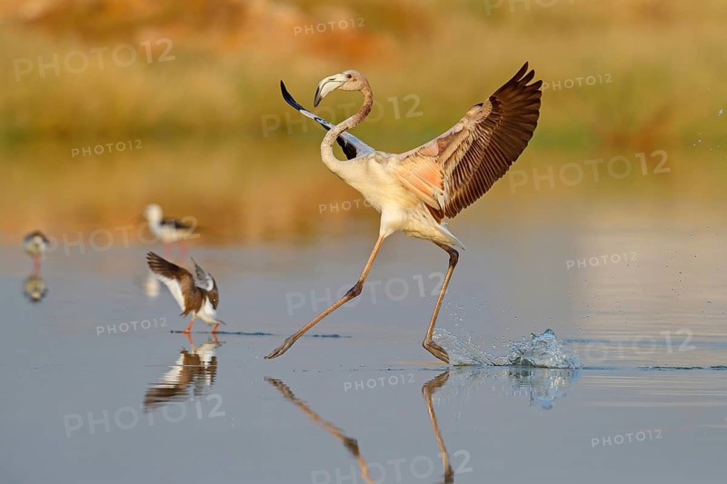 Pink flamingo, (Phoenicopterus ruber), Phoenicopterus roseus, animals, birds, flamingo, biotope, habitat, waters, foraging, Lesbos, Salalah, Dhofar, Greece