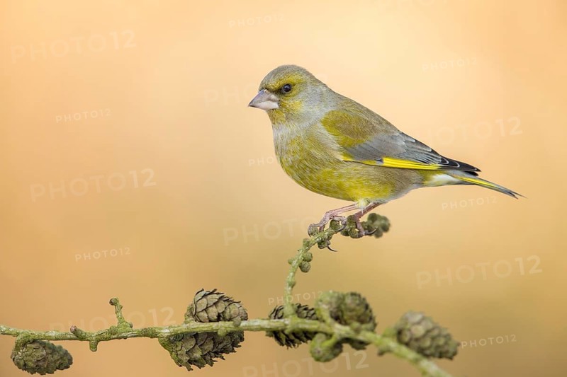 European Greenfinch (Chloris chloris) male perched on a branch, Poland
