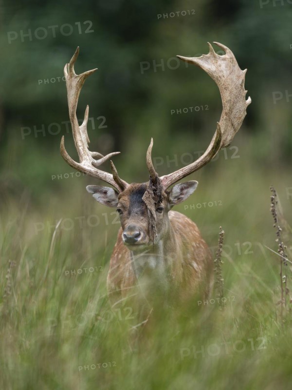 Fallow deer (Dama dama), antlers after sweeping, remains of velvet on the antlers, captive, Germany