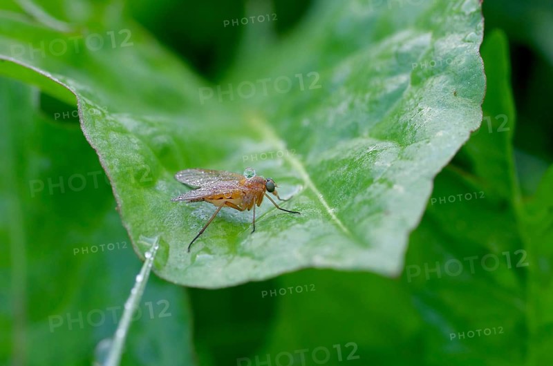 Golden yellow snipe fly (Rhagio tringarius), water droplet, close-up, leaf, funny