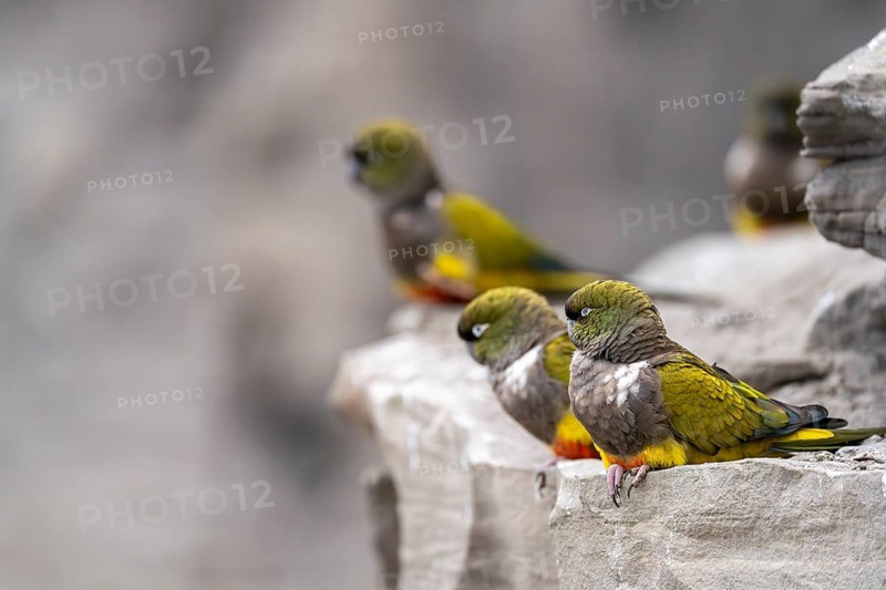 Rock parakeets (Cyanoliseus patagonus), group on sandstone rocks at breeding colony, coast of Río Negro, Patagonia, Argentina