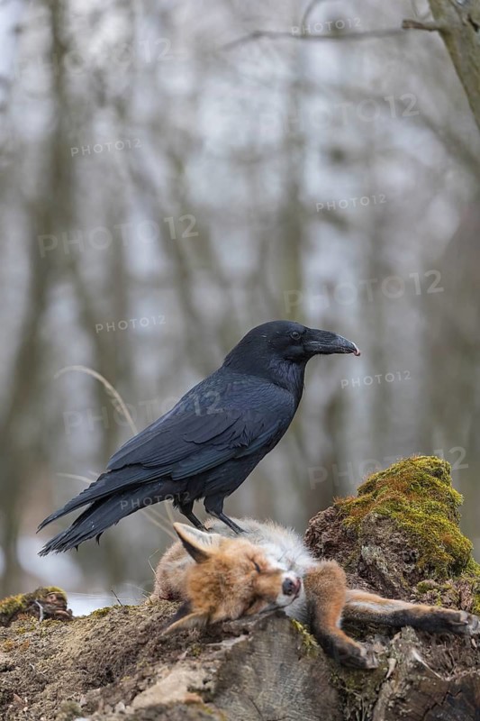 One common raven (Corvus corax), feeding on the carcass of a red fox lying on stones in a forest of birch trees