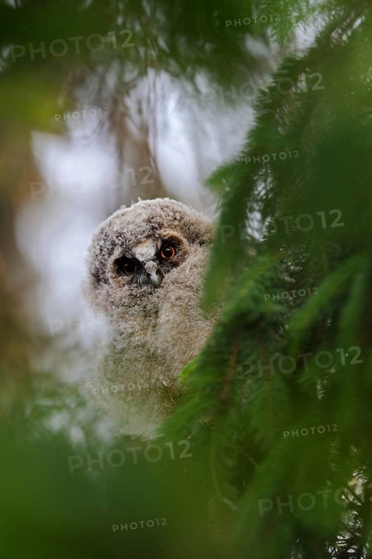 Long-eared Owl (Asio otus) juvenile perched in tree, North Rhine-Westphalia, Germany