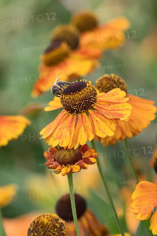 Sunflower (Helenium 'Sahin's Early Flowerer'), Weihenstephan Gardens, Germany
