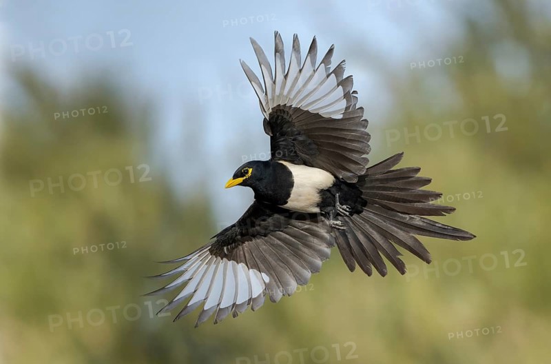 Yellow-billed Magpie (Pica nuttalli) flying, California, USA