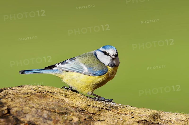 Blue tit (Cyanistes caeruleus, Parus caeruleus), North Rhine-Westphalia, Germany