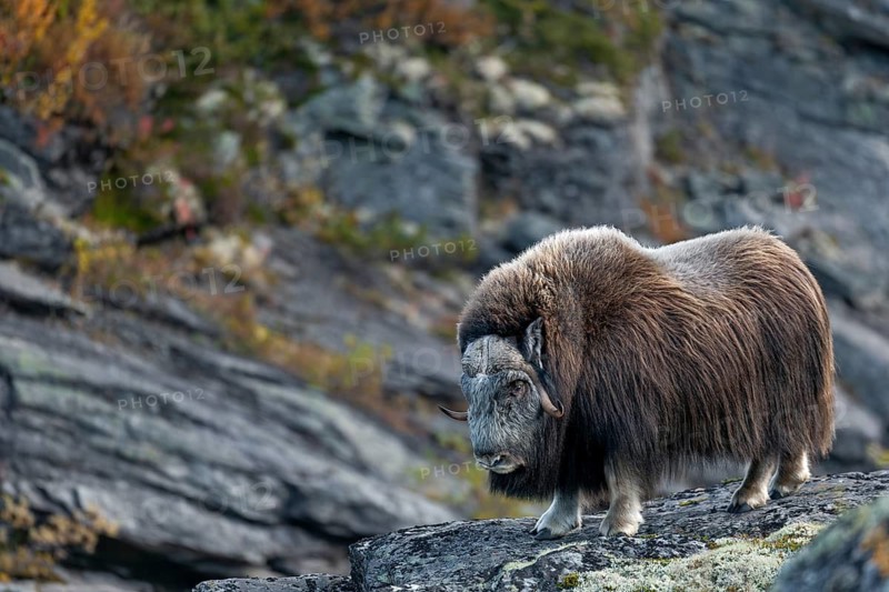 Musk ox bull (Ovibos moschatus) on his way to the river Svone, which he will cross a few minutes later, autumn, Ruska, autumn colours, Tundra landscape, Norway