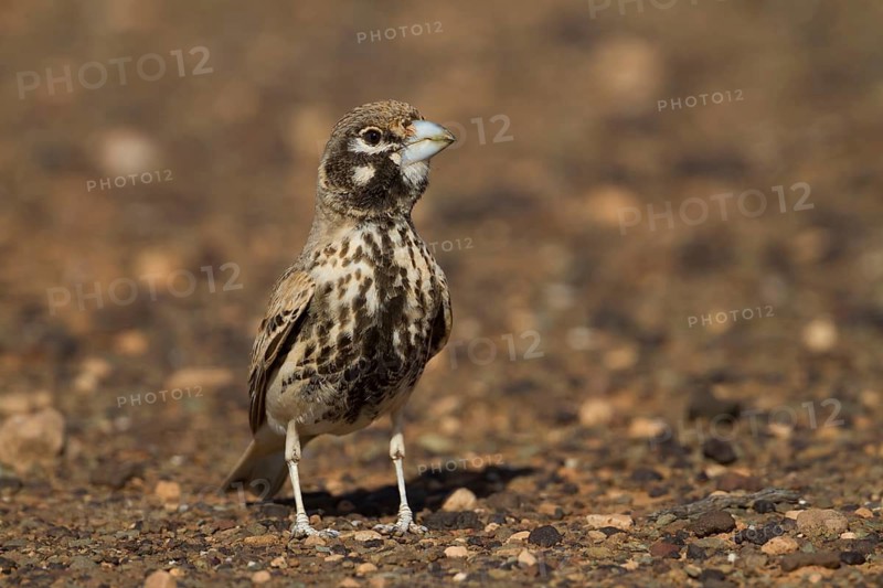 Thick-billed Lark - Knackerlerche - Rhamphocory clotbey, Morocco, male