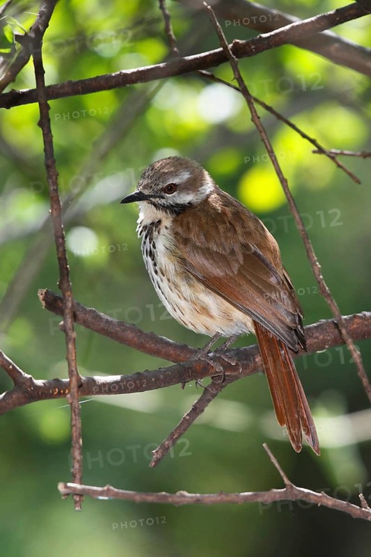 Spotted Palm Thrush (Cichladusa guttata), Lake Baringo, Kenya