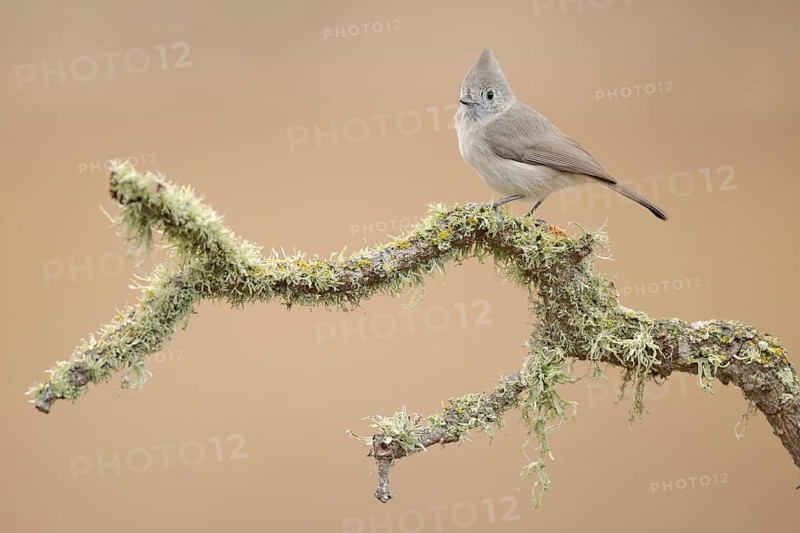 Oak Titmouse (Baeolophus inornatus) perched on a branch, California, USA