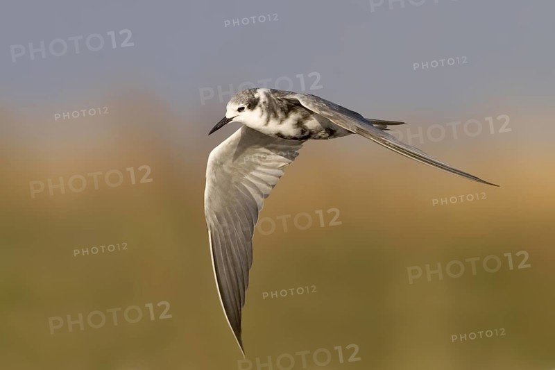 Black Tern Chlidonias niger Whitewater Lake, Manitoba, Canada 31 August Adult in flight molting into winter plumage. Laridae