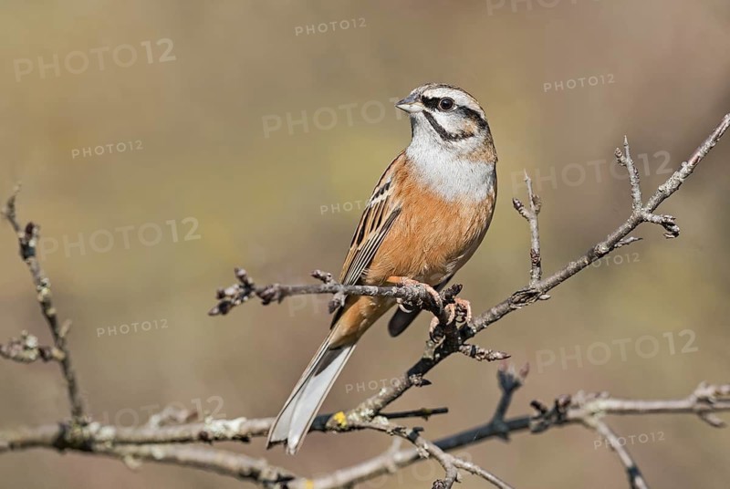 Rock Bunting (Emberiza cia) perched on a branch, Aosta Valley, Italy