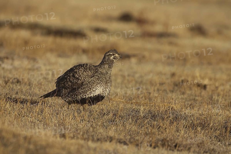Sage Grouse (Centrocercus urophasianus) female, California, USA