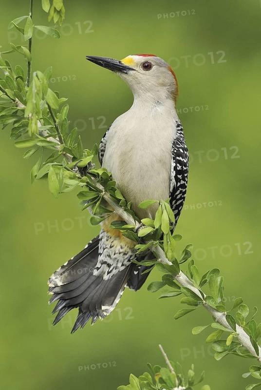 Golden-fronted Woodpecker (Melanerpes aurifrons), Texas, USA