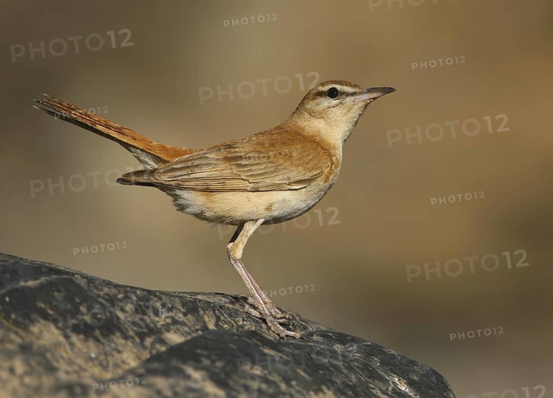 Rufous-tailed Scrub Robin (Cercotrichas galactotes), Alcoutim, Portugal