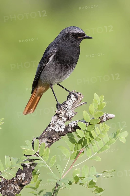 Black Redstart (Phoenicurus ochruros) male, St. Gallen, Switzerland