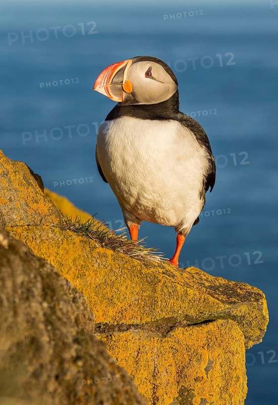 Atlantic Puffin (Fratercula arctica) on cliff, Iceland