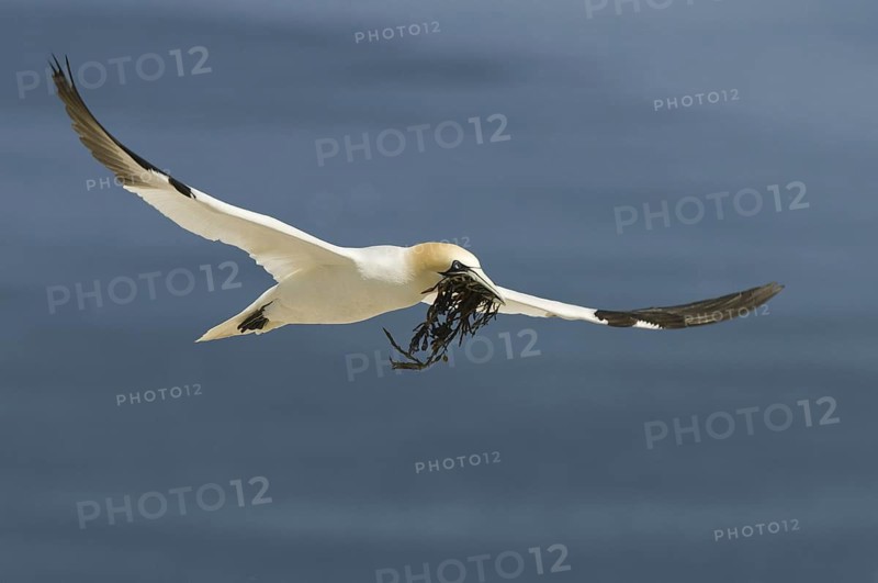 Northern Gannet (Morus bassanus) flying, Quebec, Canada