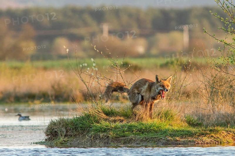 Red Fox (Vulpes vulpes), on marsh shore, Galicia, Spain