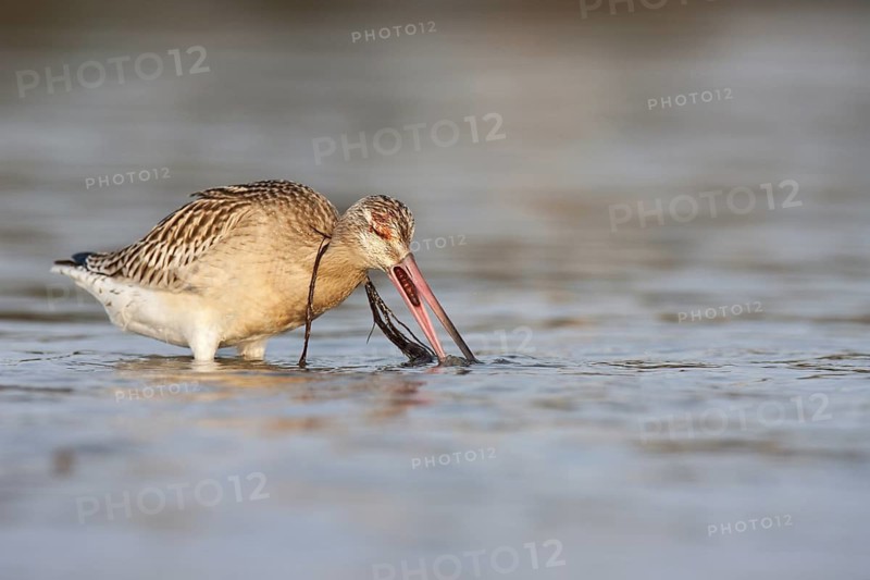 Bar-tailed Godwit (Limosa lapponica), Schleswig-Holstein, Germany