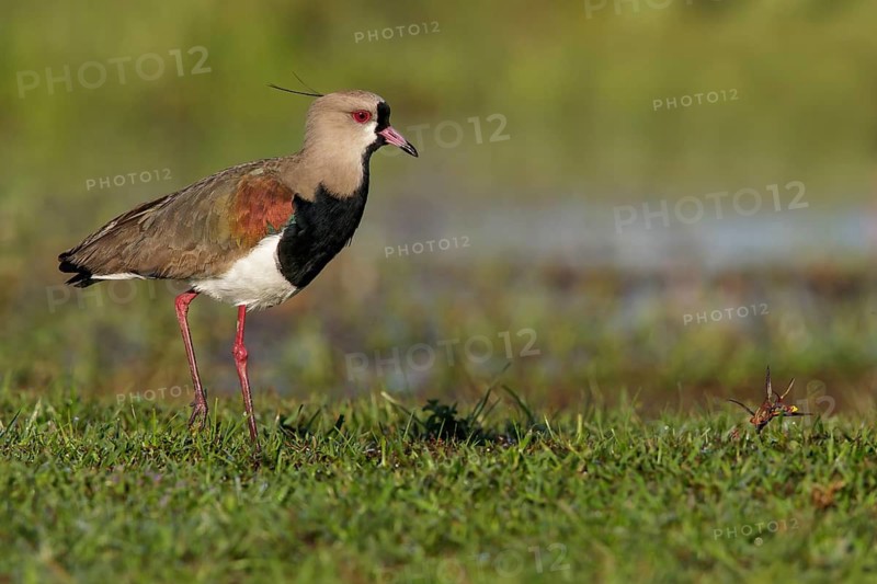 Southern Lapwing (Vanellus chilensis cayennensis) perched on the ground in the Pantanal region of Brazil