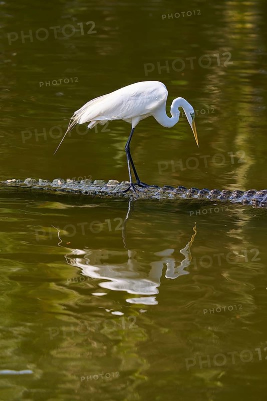 A heron stands still and watches the water on a crocodile, Great Egret (Egretta alba), American Alligator (Alligator mississippiensis), Orlando, Florida, USA