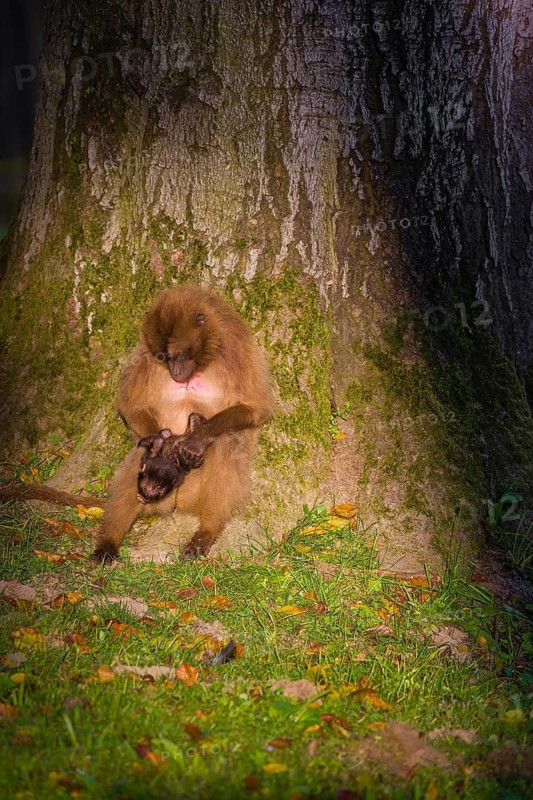 One female Gelada (Theropithecus gelada), or bleeding-heart monkey with her baby sits leaned against a tree, spotlit by late evening light