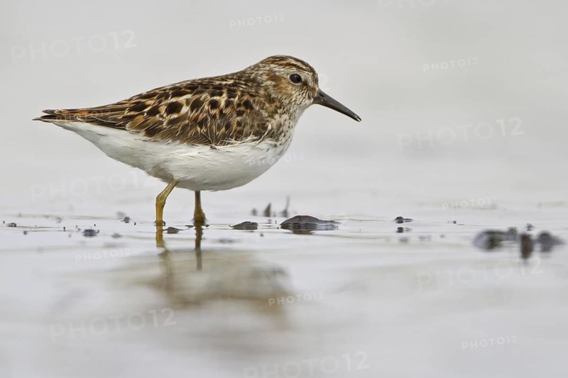 Least Sandpiper (Calidris minutilla), Manitoba, Canada