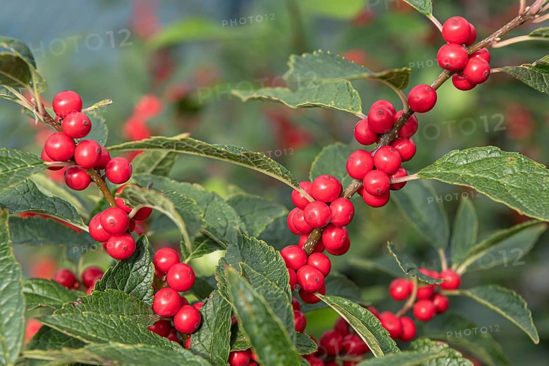(Ilex verticillata), Bundessortenamt, Germany