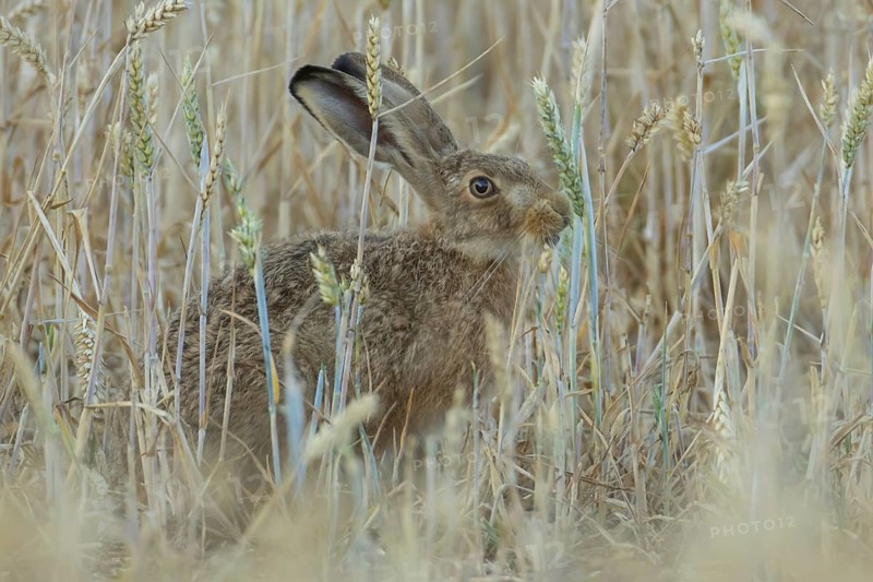 European brown hare (Lepus europaeus) adult animal feeding on a wheat sheath in a farmland field in summer, Suffolk, England, United Kingdom