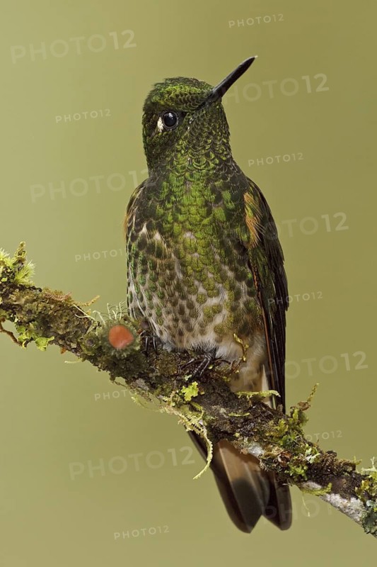 Buff-tailed Coronet (Boissonneaua flavescens), Ecuador