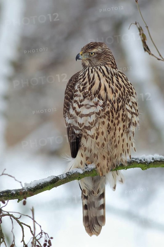 Habicht; lat. Accipiter gentilis; Weibchen im Jugendkleid von vorn in Baumkrone stehend; einen Fang eingezogen