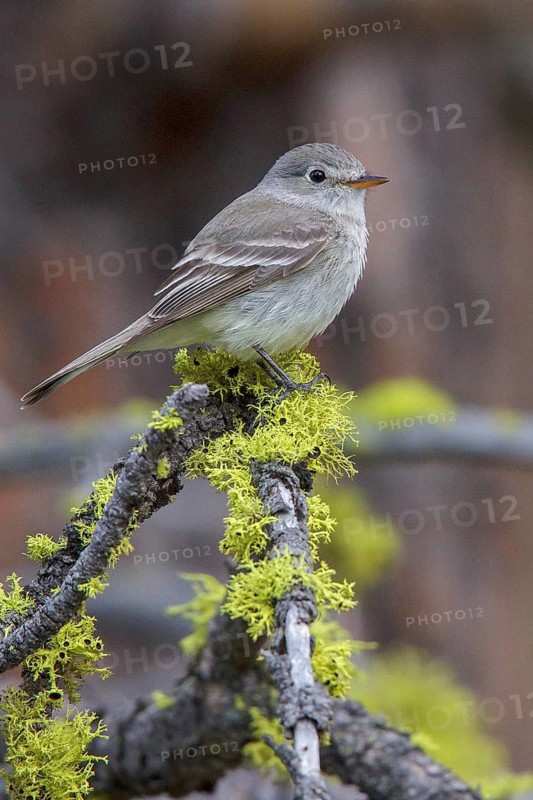 Gray Flycatcher (Empidonax wrightii) perched on a branch in central Washington State, USA